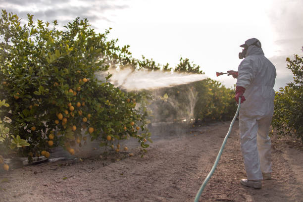 Best Termite Control Services  in Loudon, TN